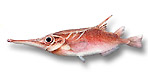 Pesce beccaccino  - Macrorhamphosus gracilis