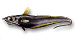 Pesce sorcio - Coelorhinchus coelory