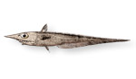 Pesce sorcio muso a punta - Caelorinchus occa