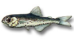 Pesce lanterna glaciale - Benthosema glaciale