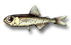 Pesce lampadina - Hygophum benoiti