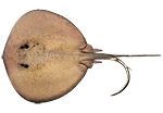 Trigone tondo - Pastinaca africana - Taeniura grabata
