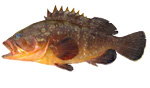 Cernia bruna - Epinephelus marginatus 