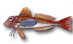 Capone ubriaco - Chelidonichthys lastoviza 