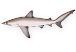  Squalo naso grande - Carcharhinus altimus