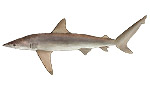 Squalo ramato  - Carcharhinus brachyurus