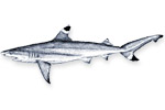 Squalo punte nere - Carcharhinus melanopterus