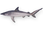 Squalo scuro - Carcharhinus obscurus