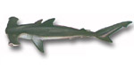 Pesce martello - Sphyrna zygaena