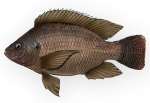 Tilapia del Nilo - Oreochromis niloticus niloticus 