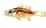 Microittio - Microichthys coccoi