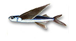 Rondinella di mare - Danichthys rondoleti