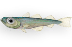 Pesce fico - Gadiculus argenteus argenteus 