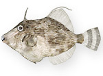 Pesce unicorno - Stephanolepis diaspros