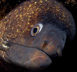 Muraena helena - Foto di Alberto Biondi - 2009