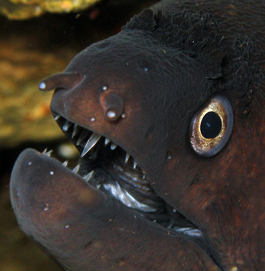 Muraena helena - Foto Alberto Biondi 2009