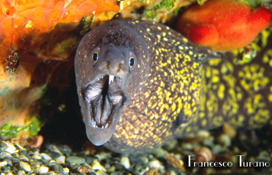 Muraena helena - Foto di Francesco Turano