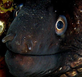 Muraena helena - Foto di Alberto Biondi - 2009