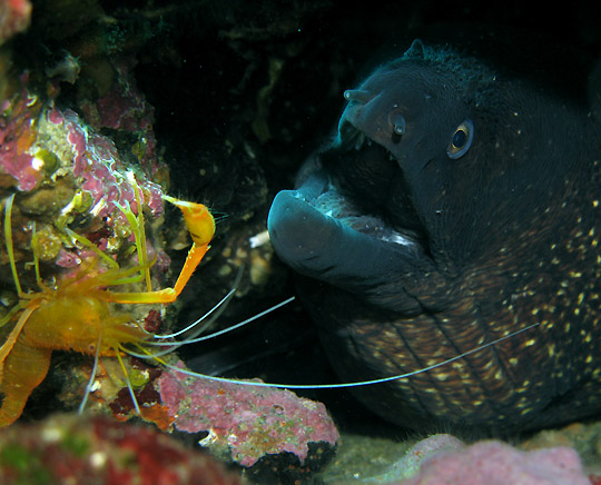 Muraena helena - Foto di Alberto Biondi - 2008
