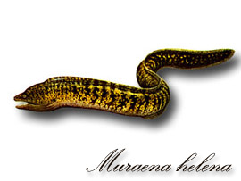 Atlante dei pesci delle coste d'Italia - G. Bini