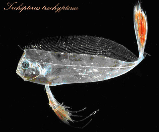 Pesce nastro (j) - Trichpterus trichypterus (j) - Foto di Francesco Costa