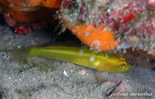 Gobius auratus - Foto Antonio Colacino