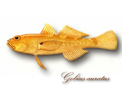 Gobius auratus