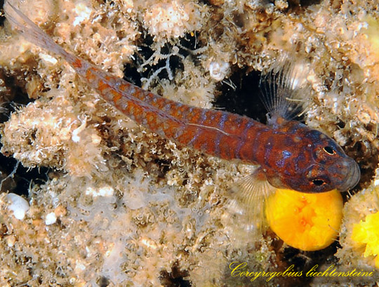 Corcyrogobius liechtensteini (Kolombatovic, 1891) - Foto di Stefano Guerrieri