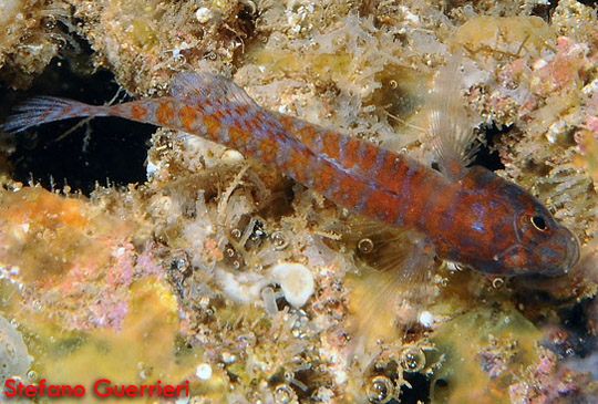 Corcyrogobius liechtensteini (Kolombatovic, 1891) - Foto di Stefano Guerrieri