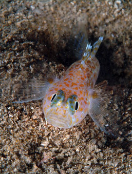 Foto di Stefano Guerrieri