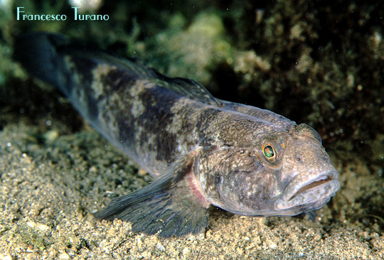 Gobius niger - Foto Francesco Turano