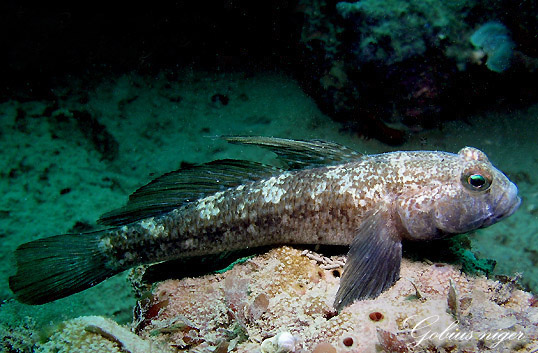 Gobius niger - Ghiozzo nero
