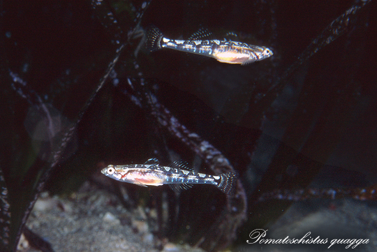 Ghiozzetto dentuto - Isola di Pianosa -12 m su Posidonia oceanica - Foto di Stefano Guerrieri