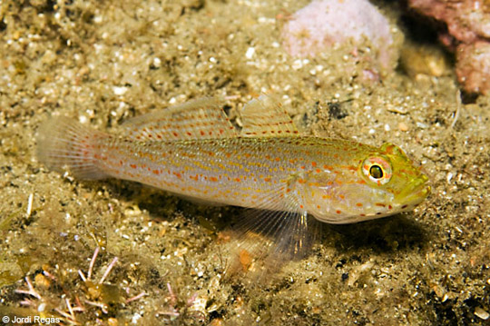 Foto in www.cibsub.com