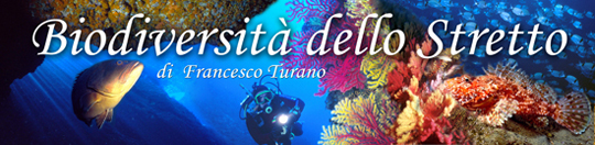 Francesco Turano ci narra le meraviglie dello stretto