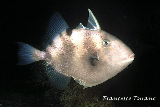 Pesce balestra - Balistes carolinensis