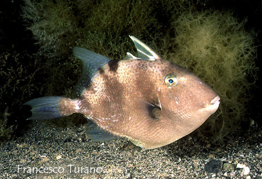 Pesce balestra - Balistes carolinensis