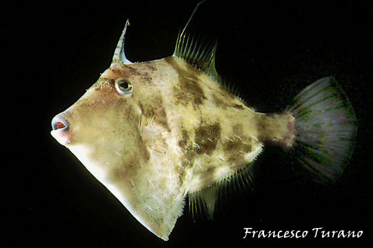 Pesce unicorno - Stephanolepsis diaspros
