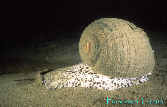 Raro incontro con un grande gasteropode: il doglio (Tonna galea). Di giorno questo mollusco la cui conchiglia è davvero bella e unica nella forma, rimane sepolto sotto la sabbia risultando pressoché invisibile