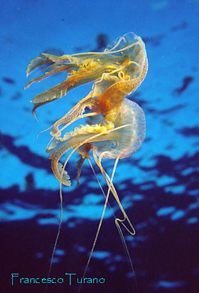 medusa luminosa: due diverse colorazioni a confronto