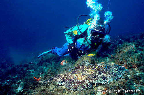 Un subacqueo osserva da vicino una pescatrice immobile sul fondo, convinta di essere invisibile per il suo grande potere mimetico.