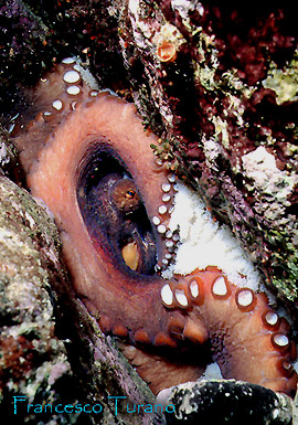 octopus vulgaris, dedito alla cova